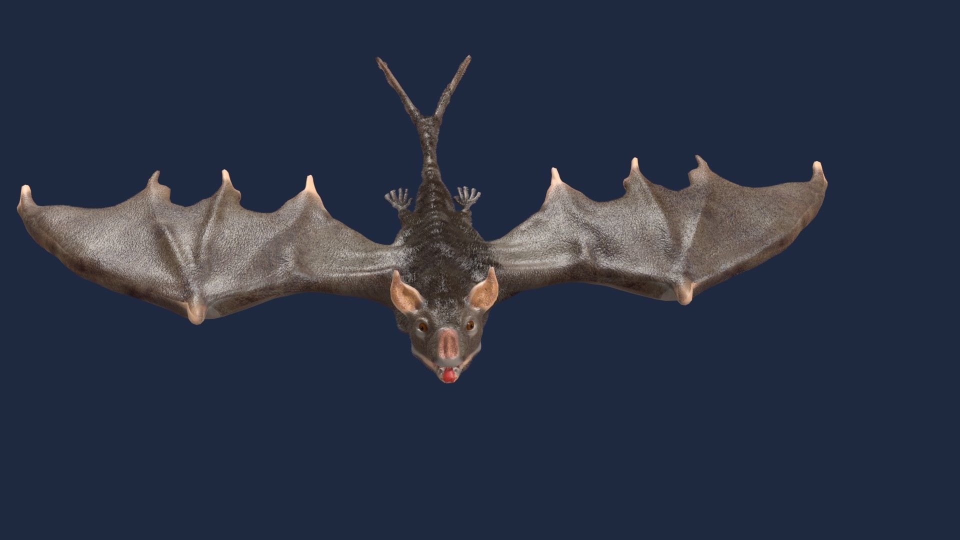 vampire bat 3D model_4