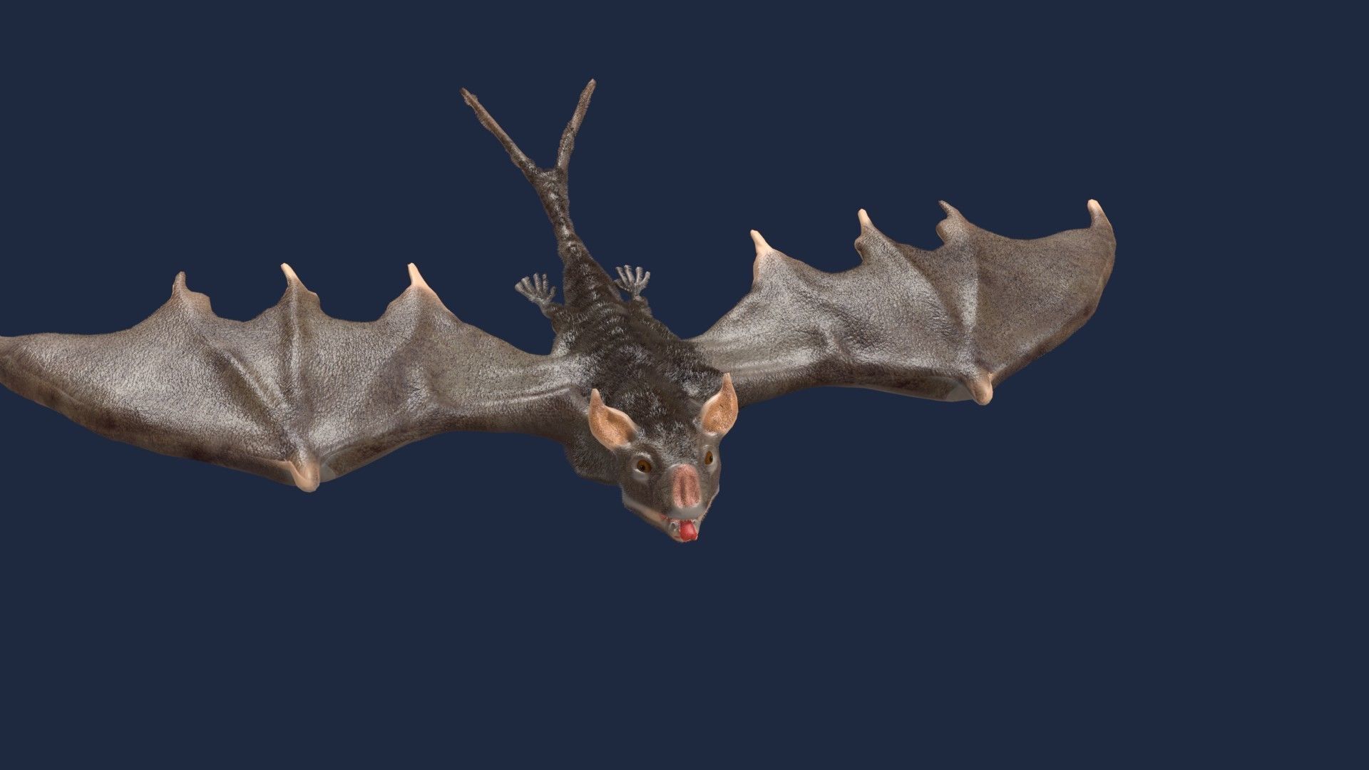 vampire bat 3D model_5