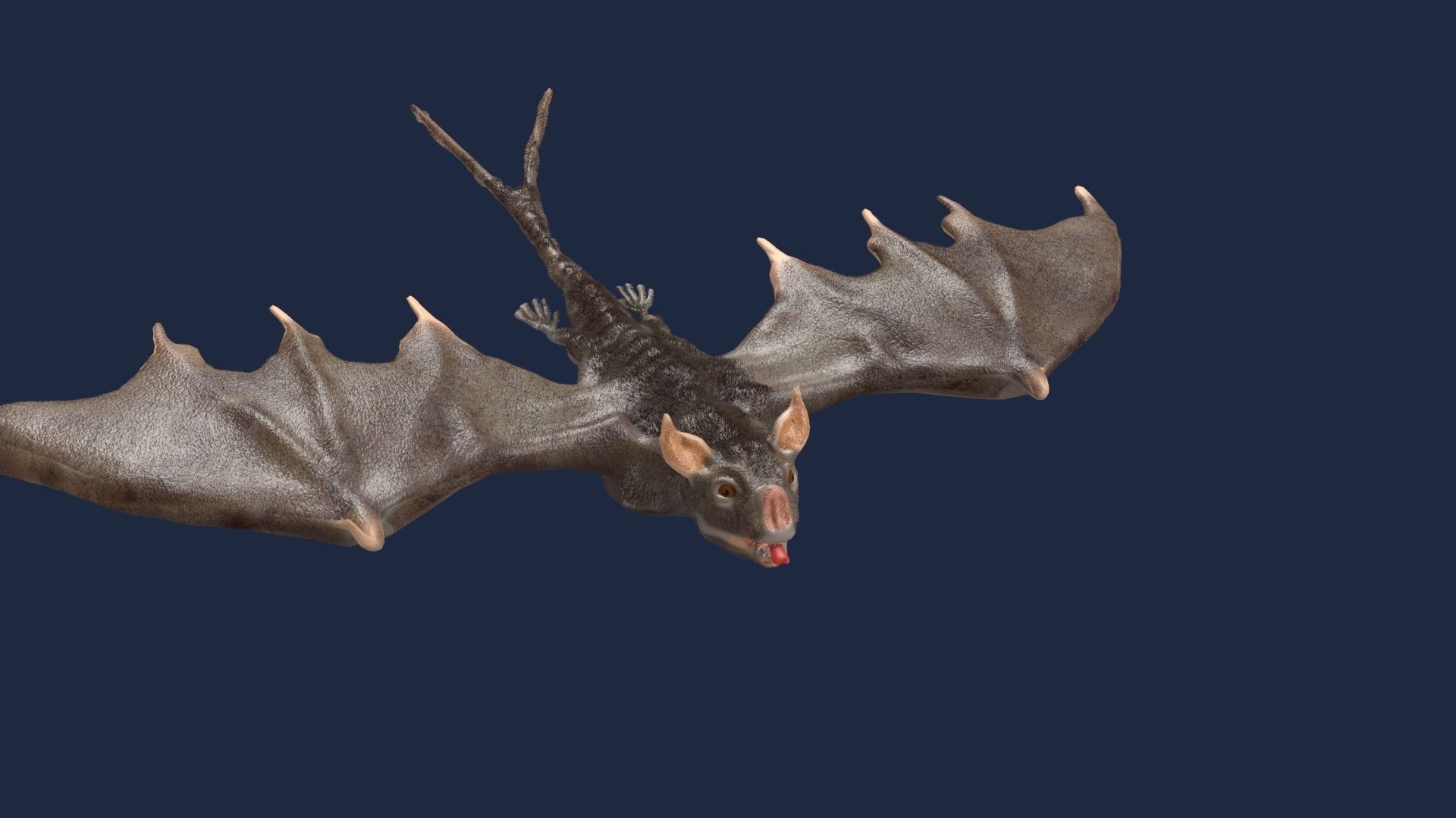 vampire bat 3D model_7