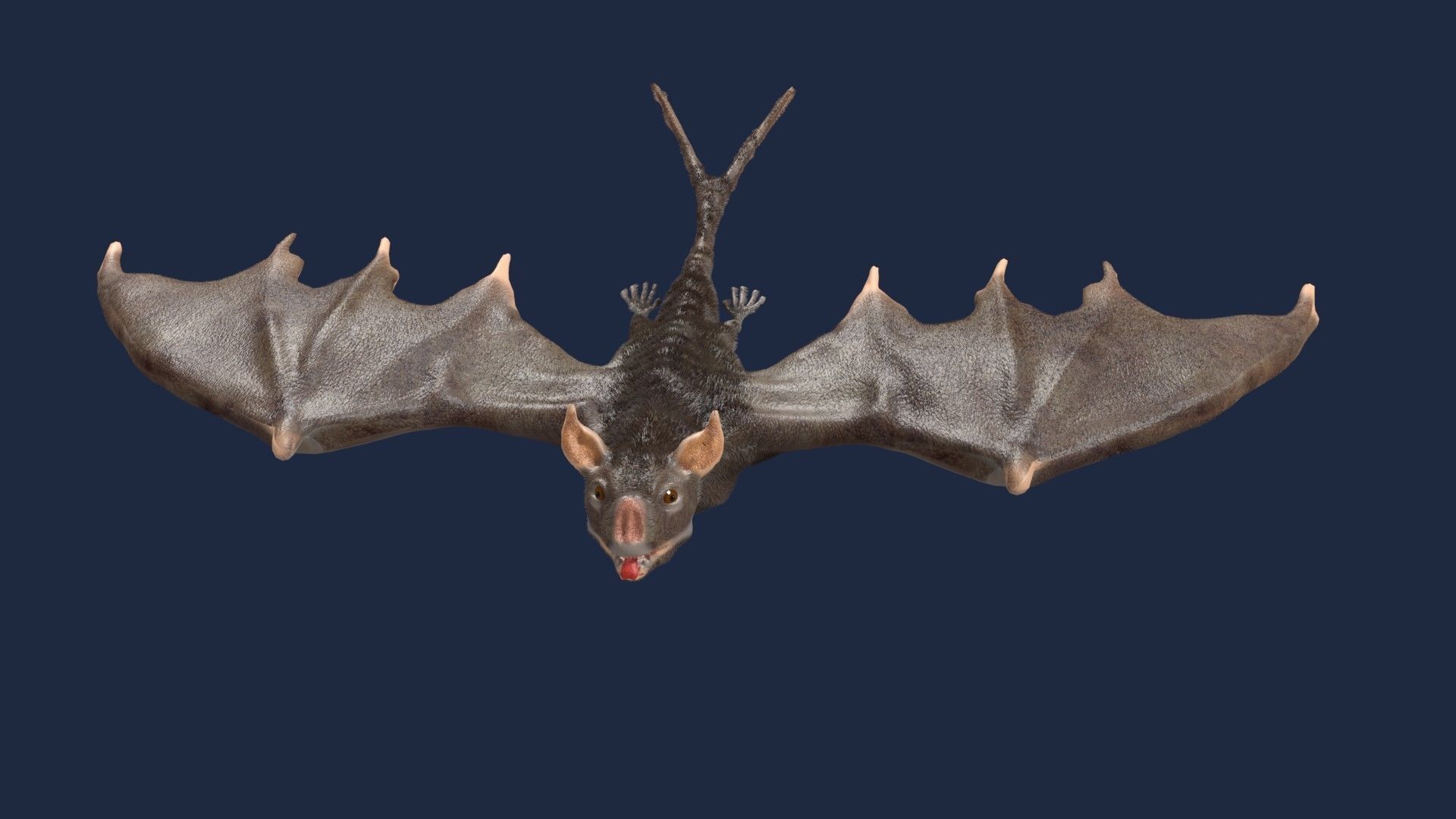 vampire bat 3D model_2