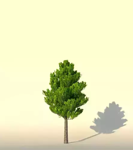 highpoly tree pine - pine 3D model