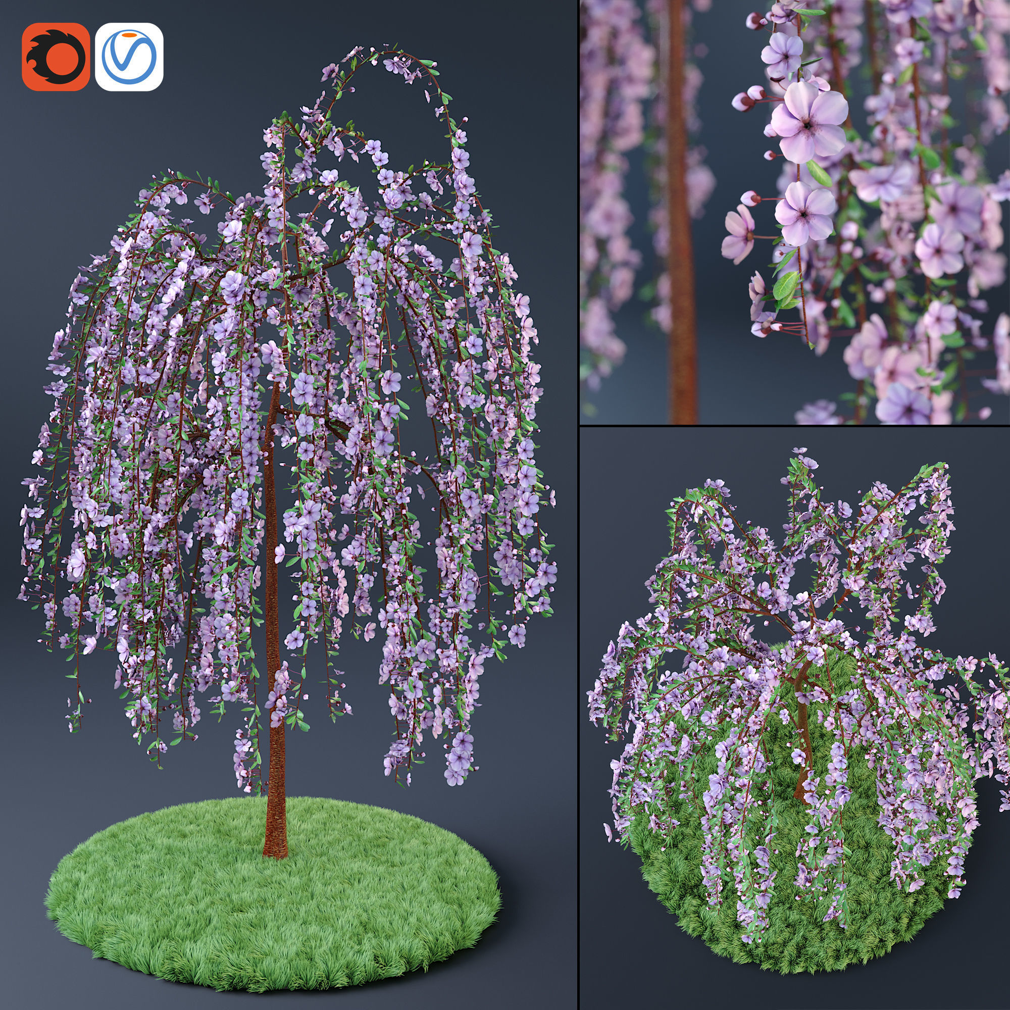 Blossom Cherry Tree 3D model_3
