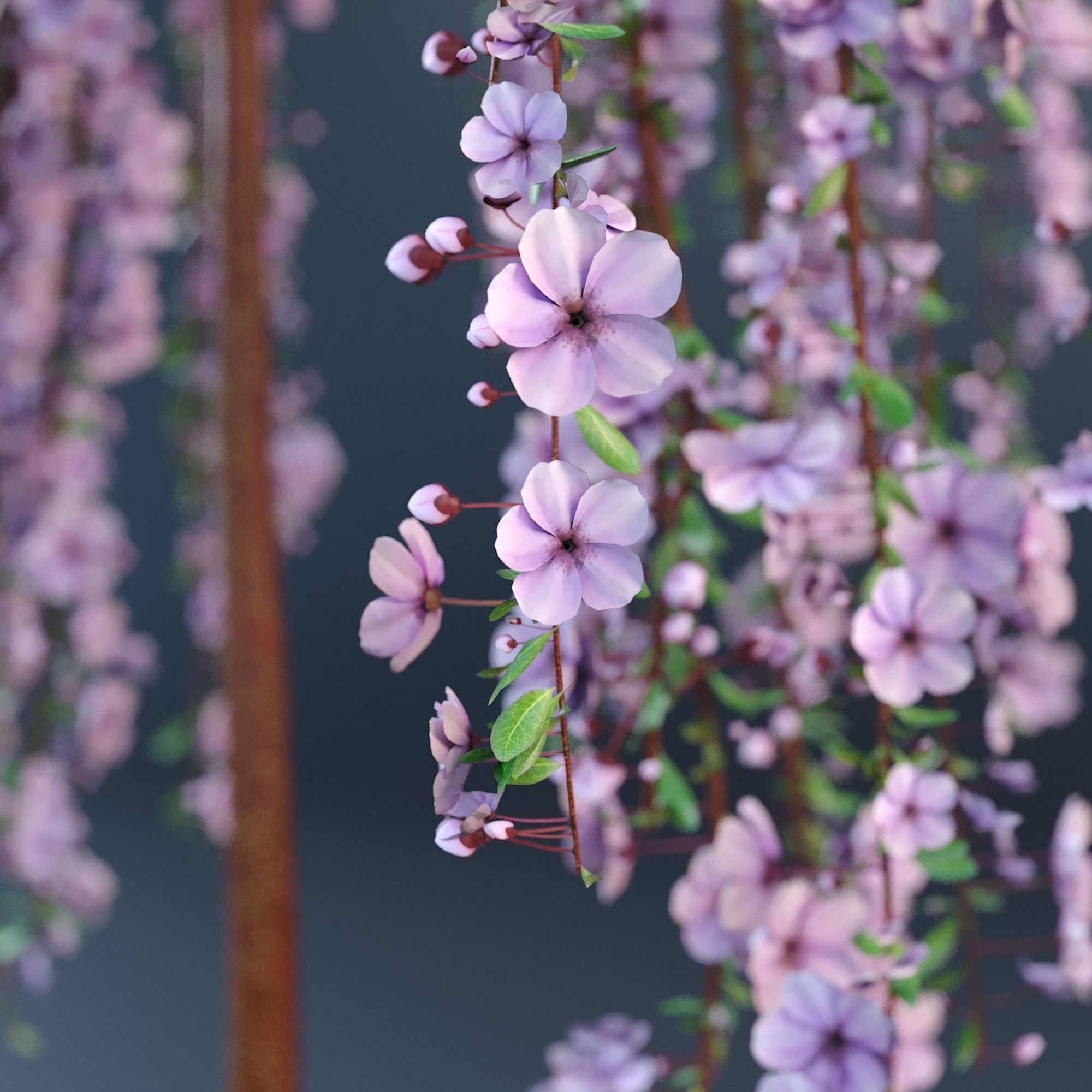 Blossom Cherry Tree 3D model_1