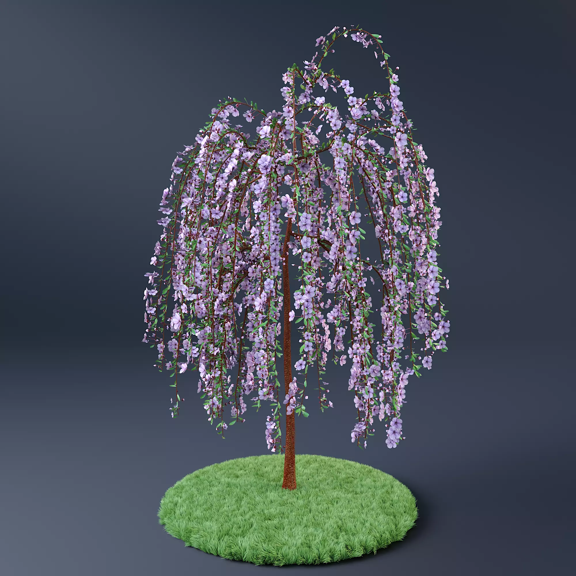 Blossom Cherry Tree 3D model_0