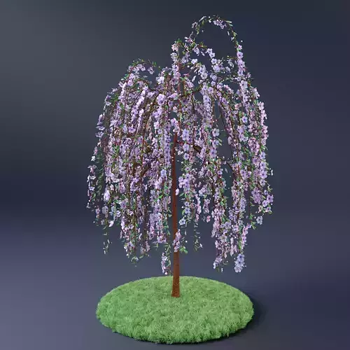 Blossom Cherry Tree 3D model