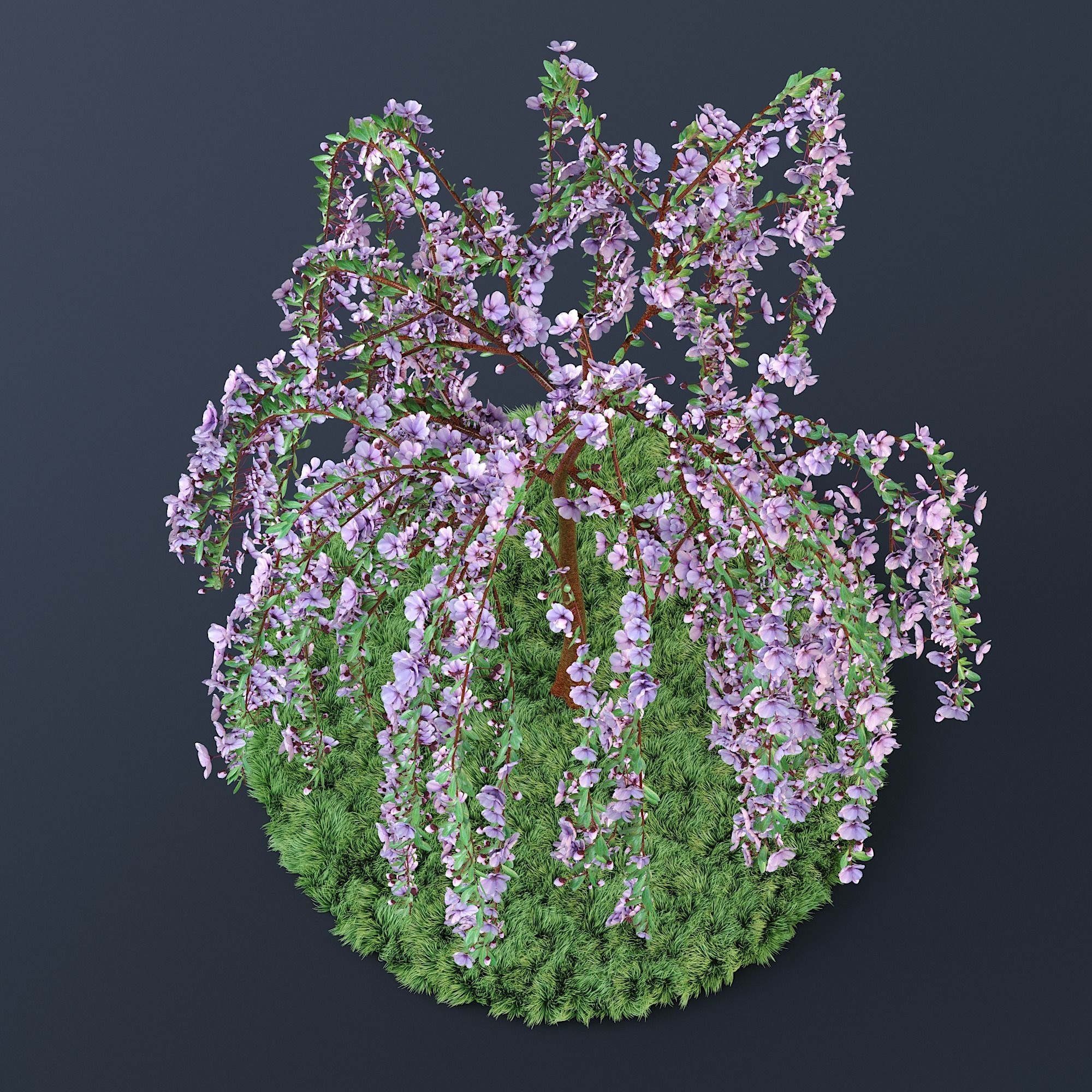 Blossom Cherry Tree 3D model_2
