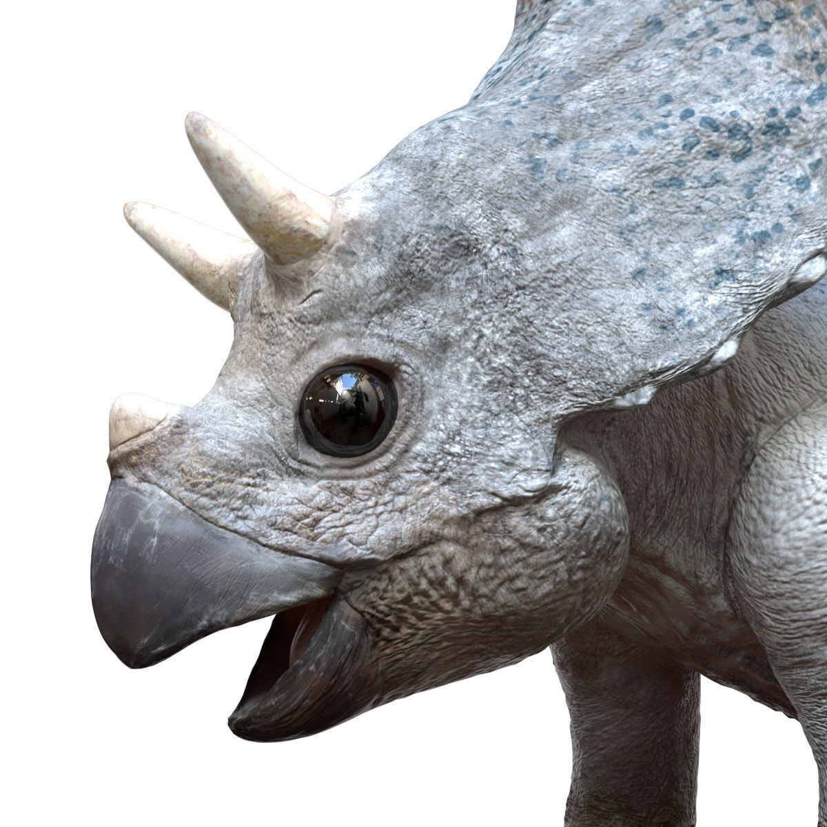 Triceratops Baby 3D Rigged model Low-poly 3D model_10
