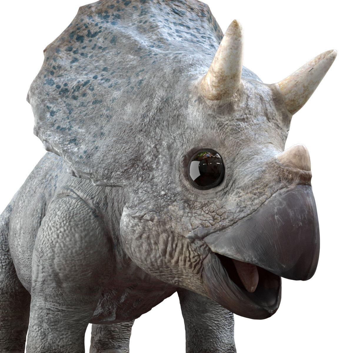 Triceratops Baby 3D Rigged model Low-poly 3D model_13
