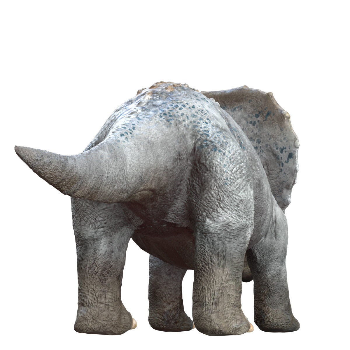 Triceratops Baby 3D Rigged model Low-poly 3D model_8