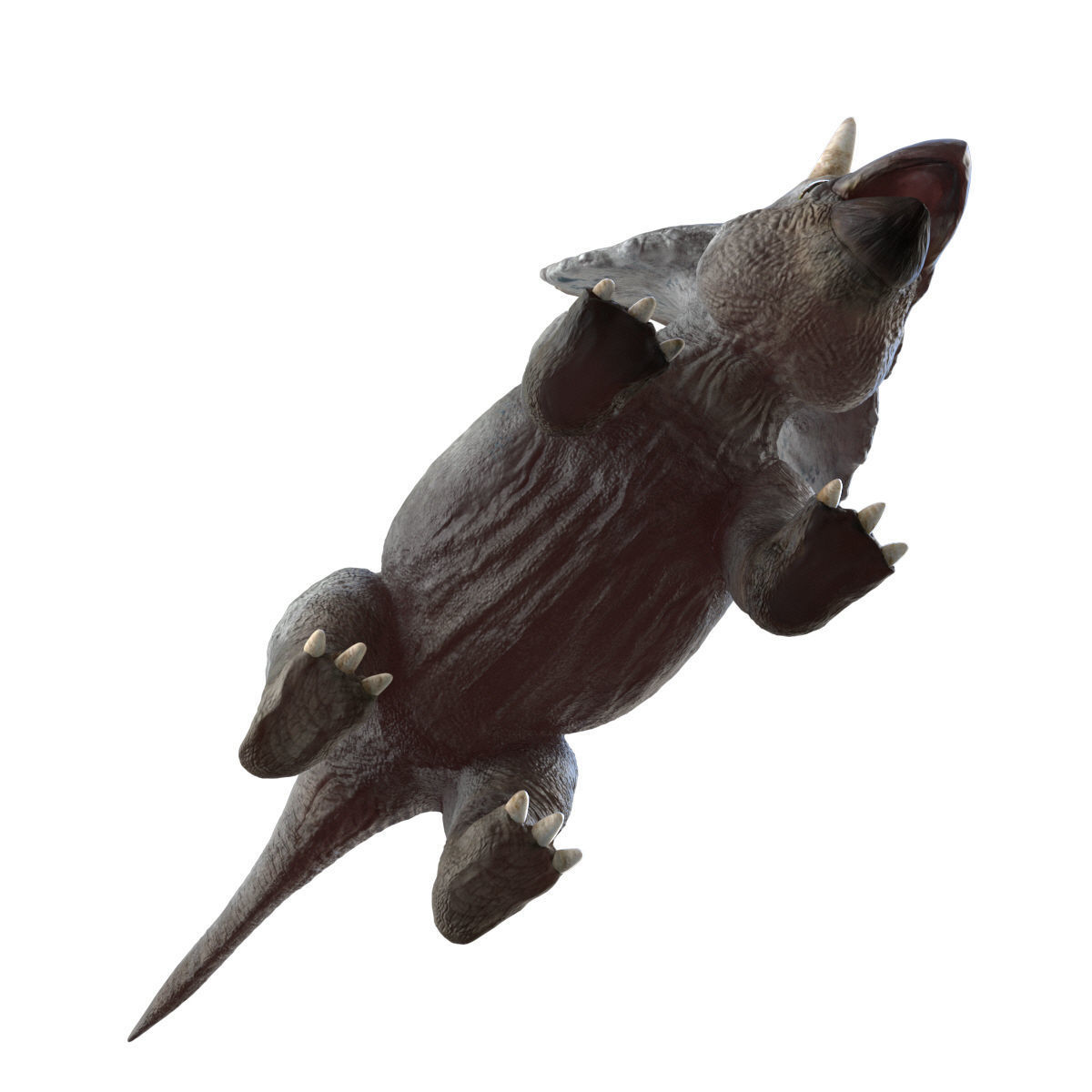 Triceratops Baby 3D Rigged model Low-poly 3D model_12