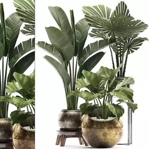 Decorative plants in flower pots for the interior 466A 3D model