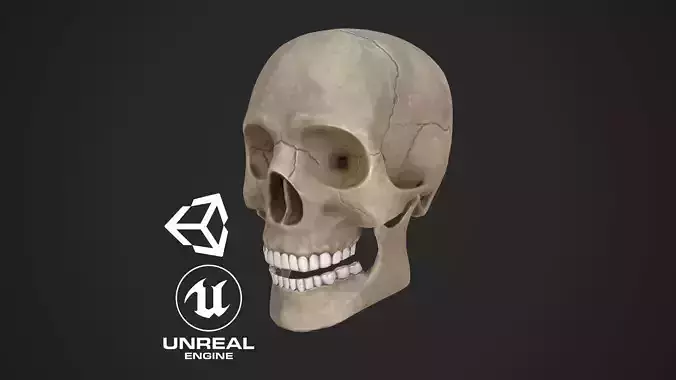 Human Skull