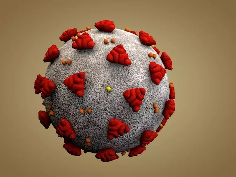 Coronavirus 3D model