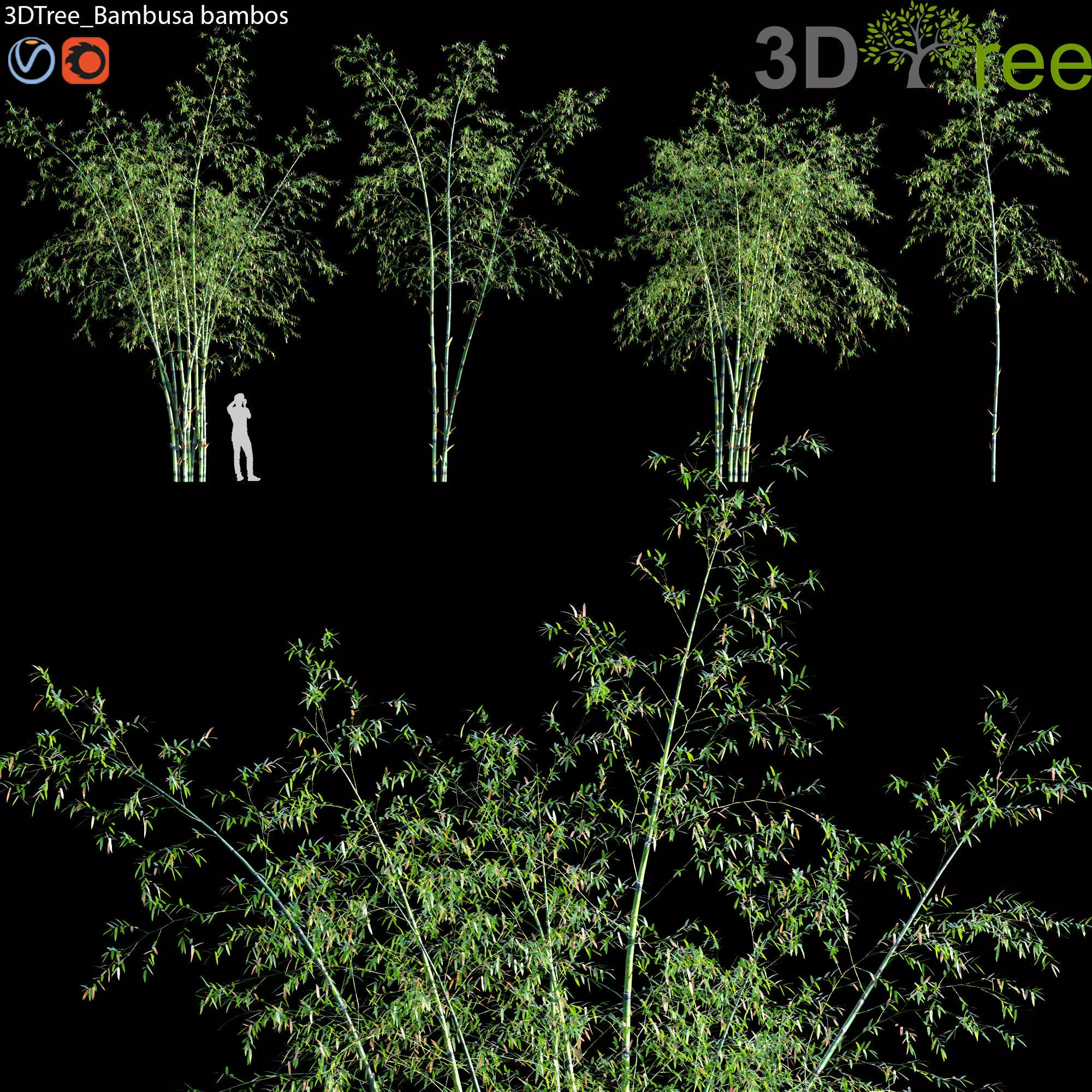 Bambusa bambos 01 3D model_0