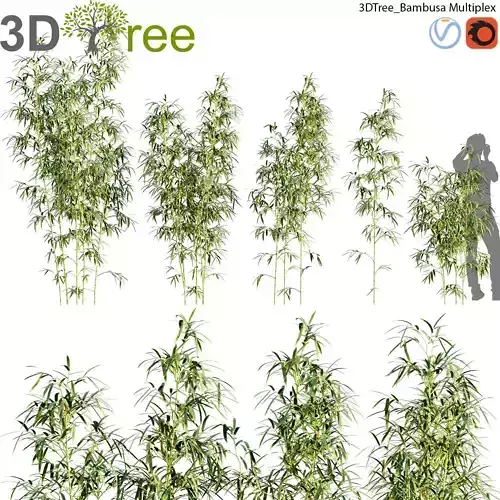 Bambusa Multiplex - Hedge Bamboo 01 3D model