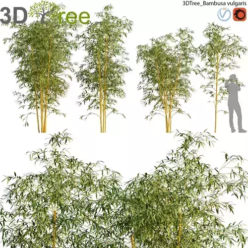 Bambusa vulgaris 01 3D model
