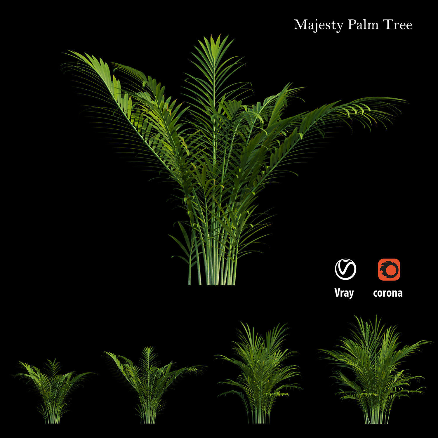 Majesty palm tree 3D model_3