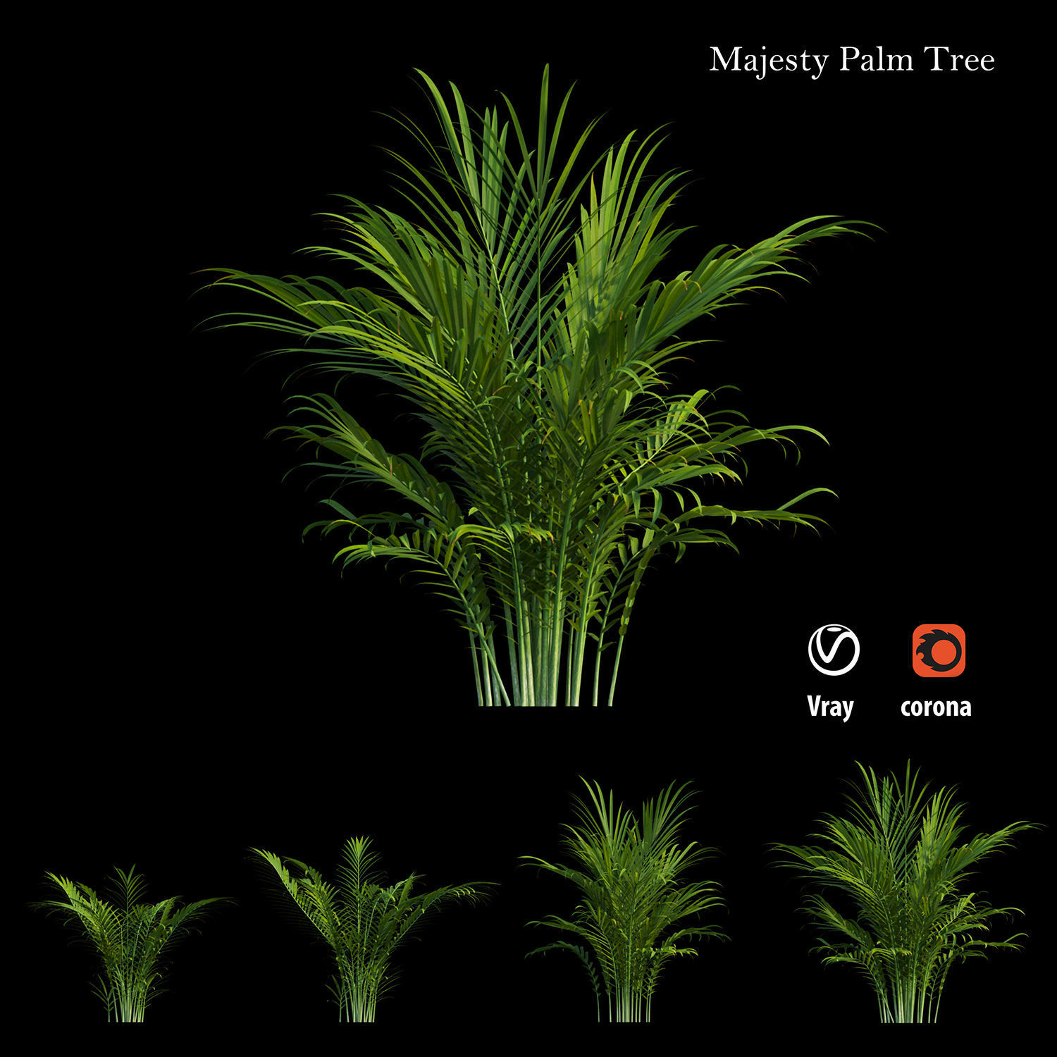 Majesty palm tree 3D model_1