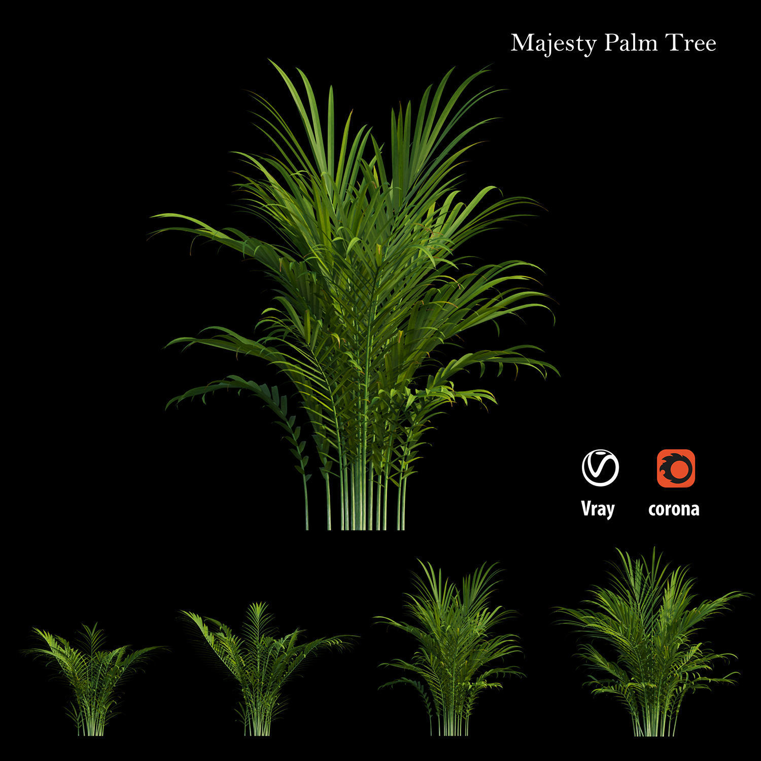 Majesty palm tree 3D model_2