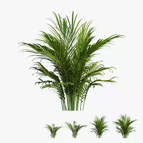 Majesty palm tree 3D model