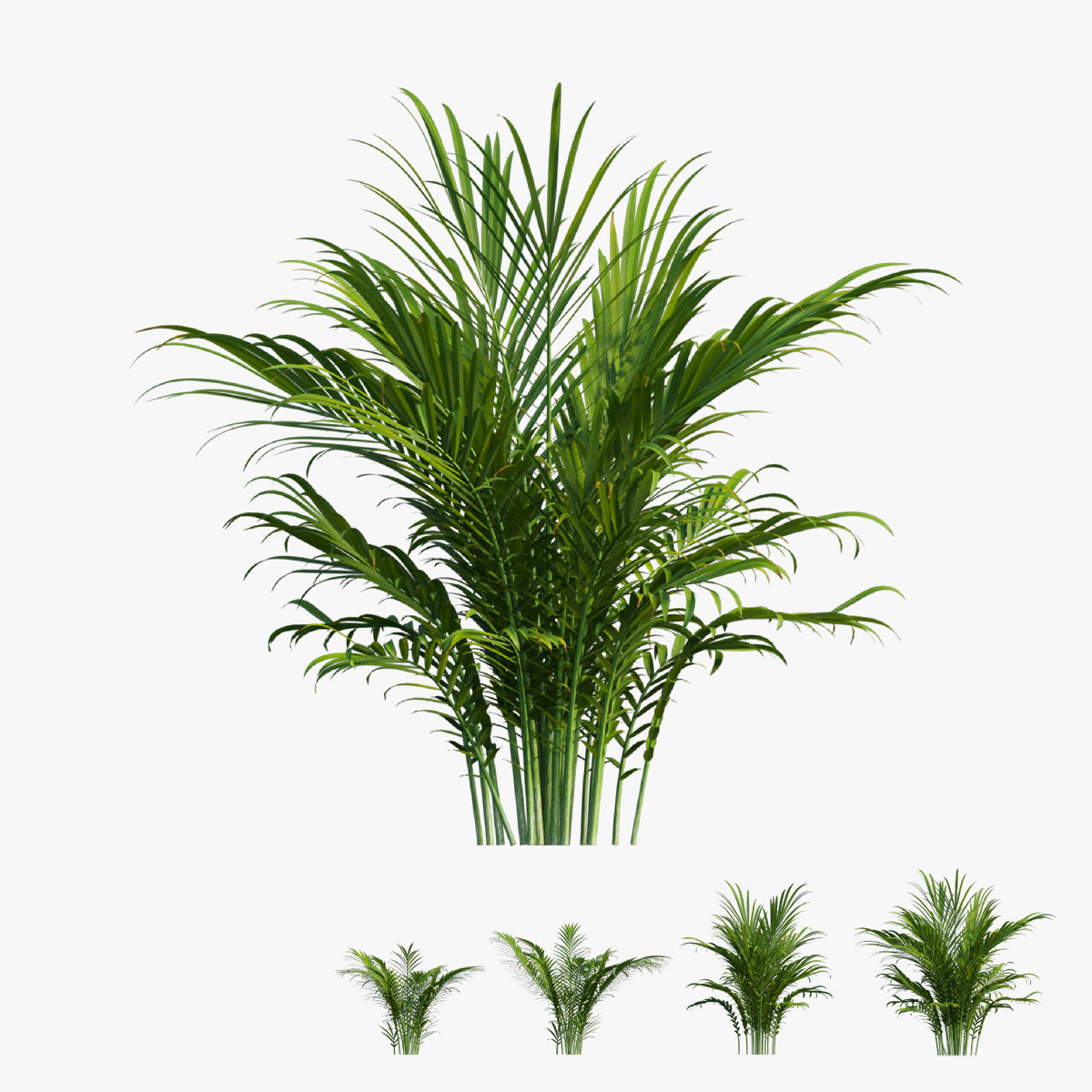 Majesty palm tree 3D model_0