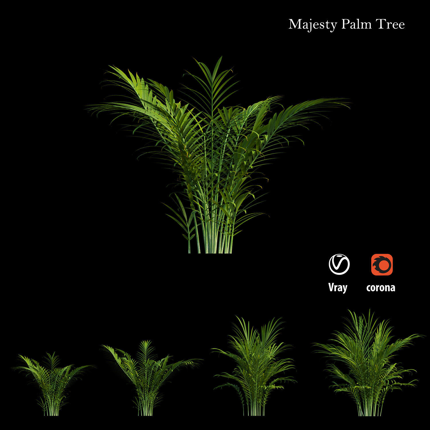 Majesty palm tree 3D model_4