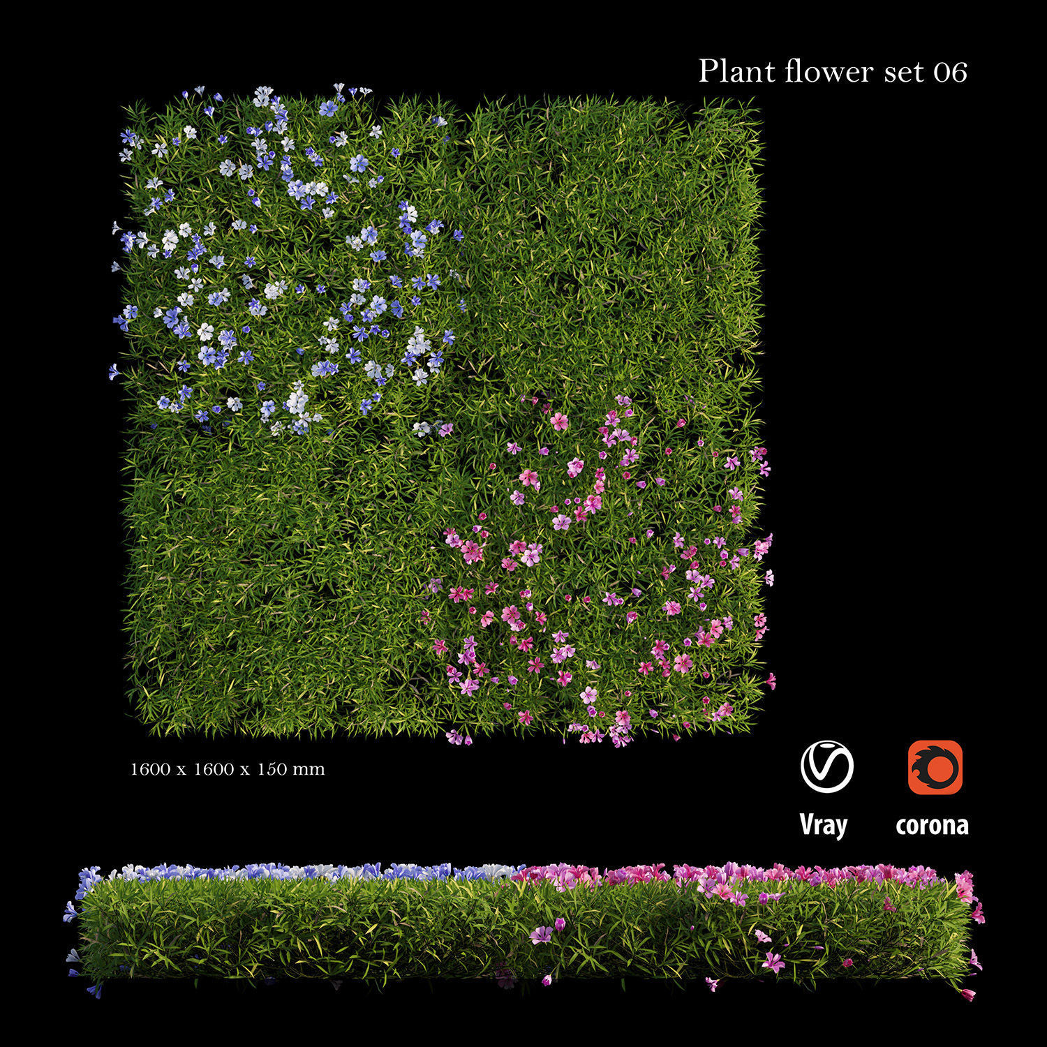 Plant Flower set 06 3D model_2