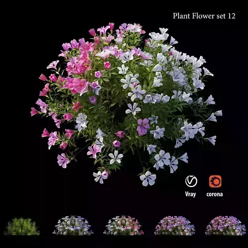 Plant flower set 12 3D model