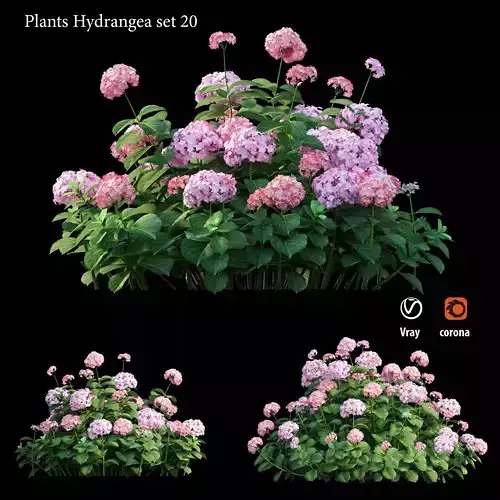 Plants Hydrangea set 20