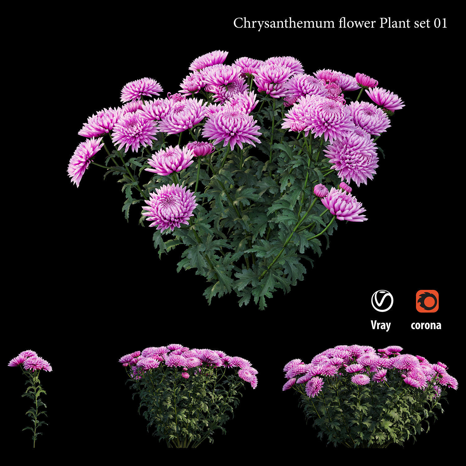 Chrysanthemum flower Plant set 01 3D model_4