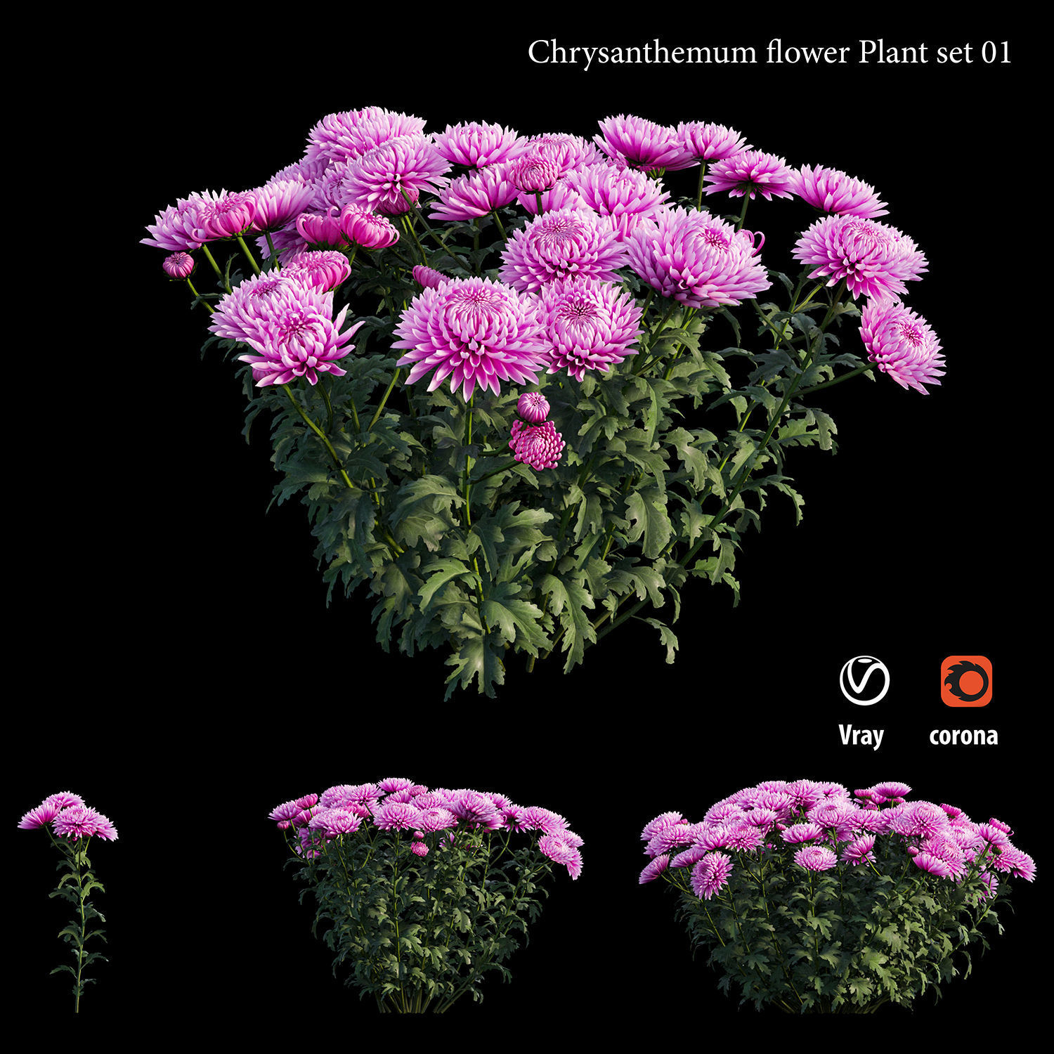 Chrysanthemum flower Plant set 01 3D model_2