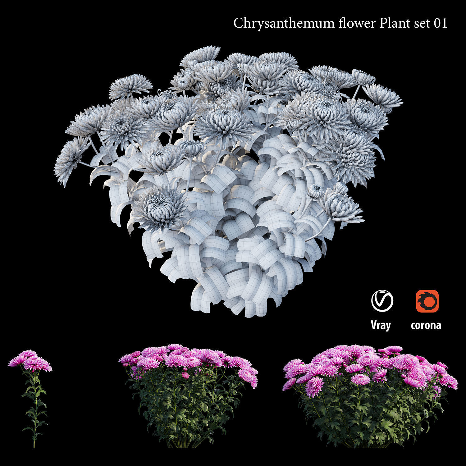 Chrysanthemum flower Plant set 01 3D model_5