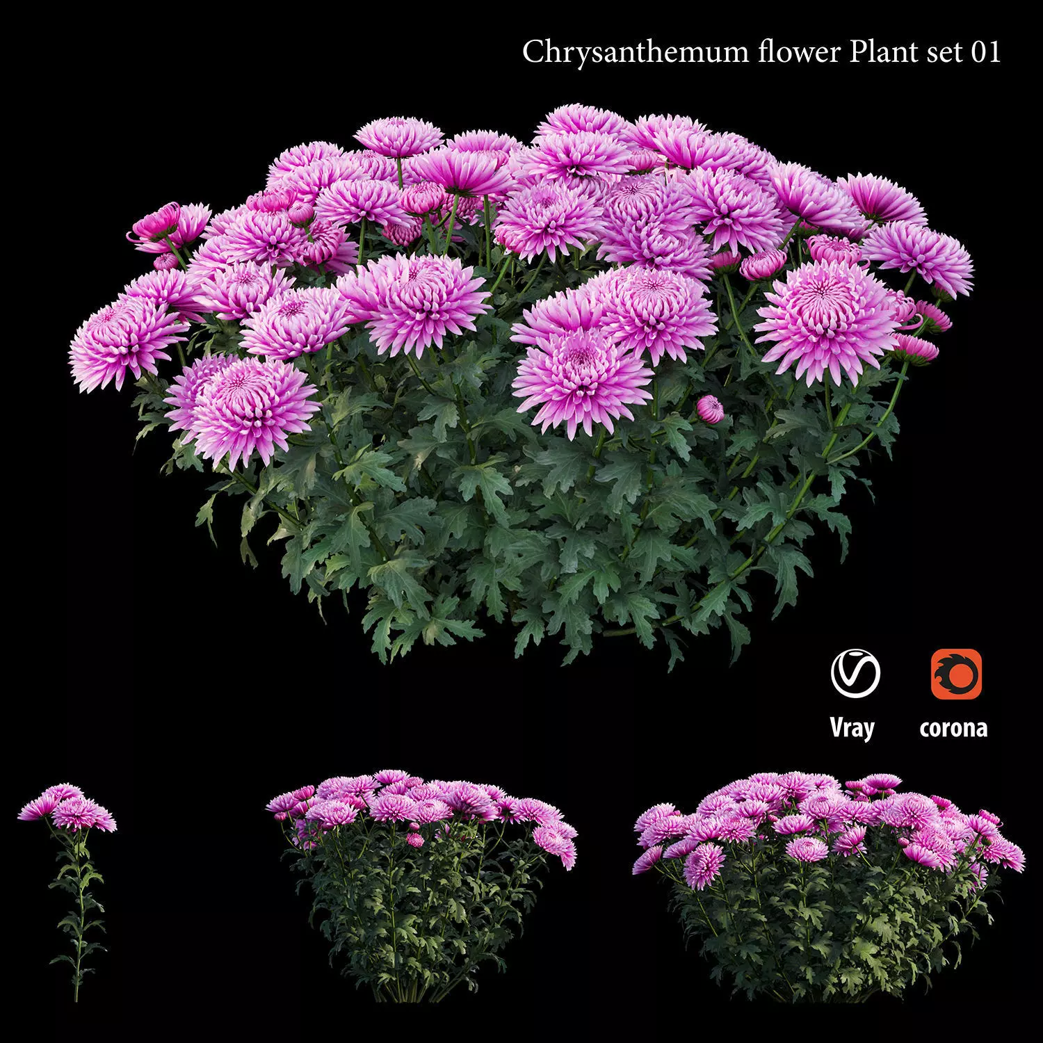 Chrysanthemum flower Plant set 01 3D model_0