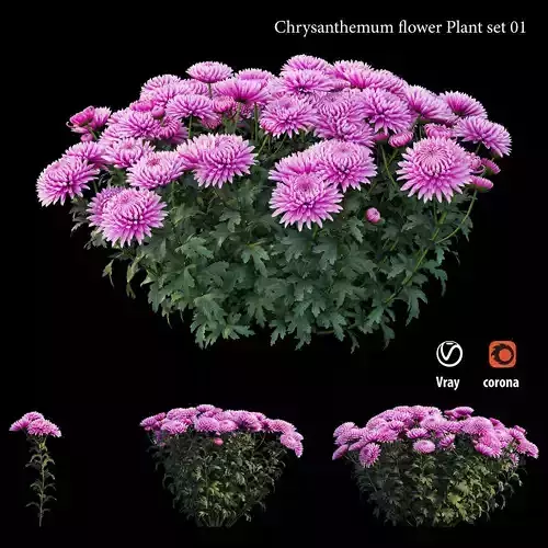 Chrysanthemum flower Plant set 01  3D model