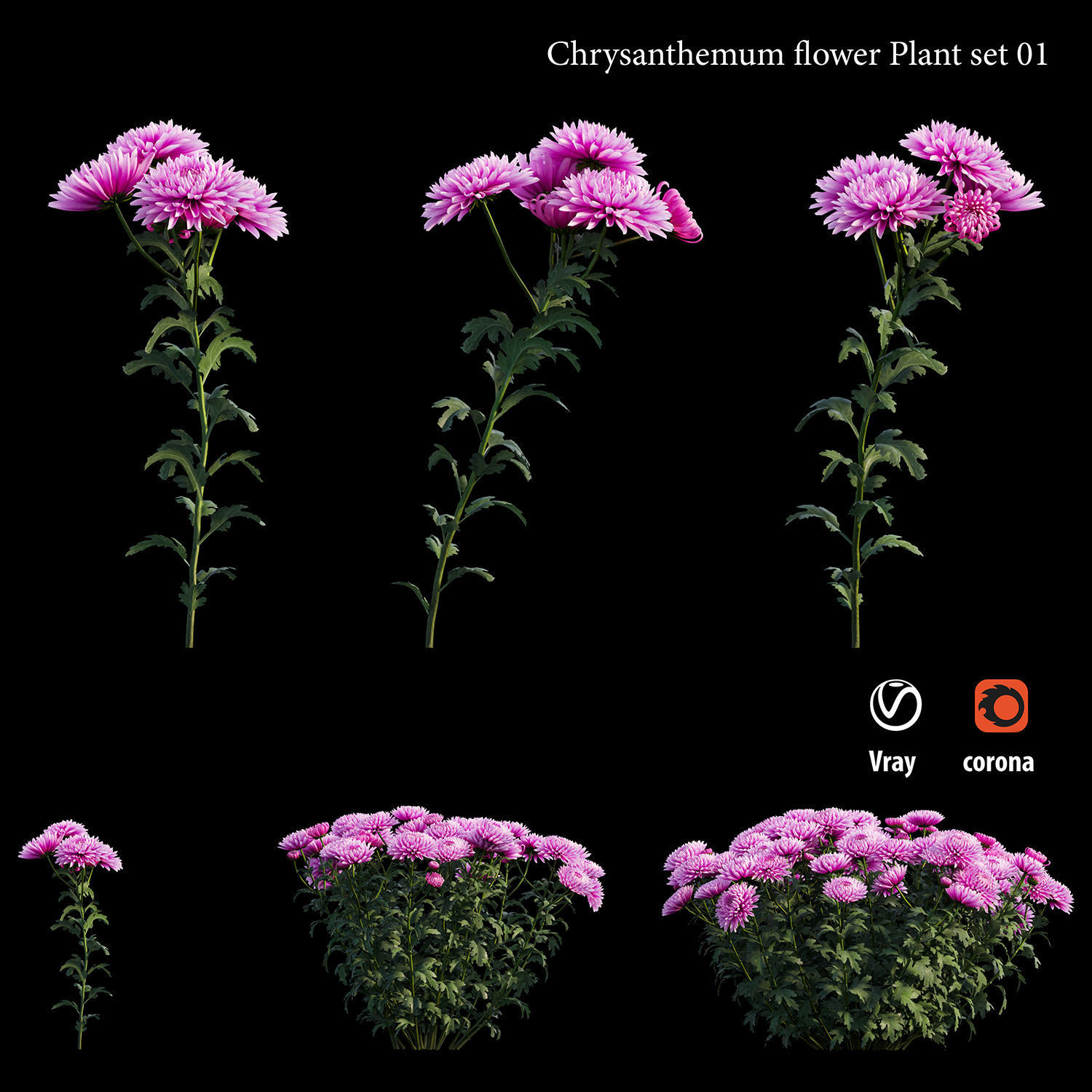 Chrysanthemum flower Plant set 01 3D model_3