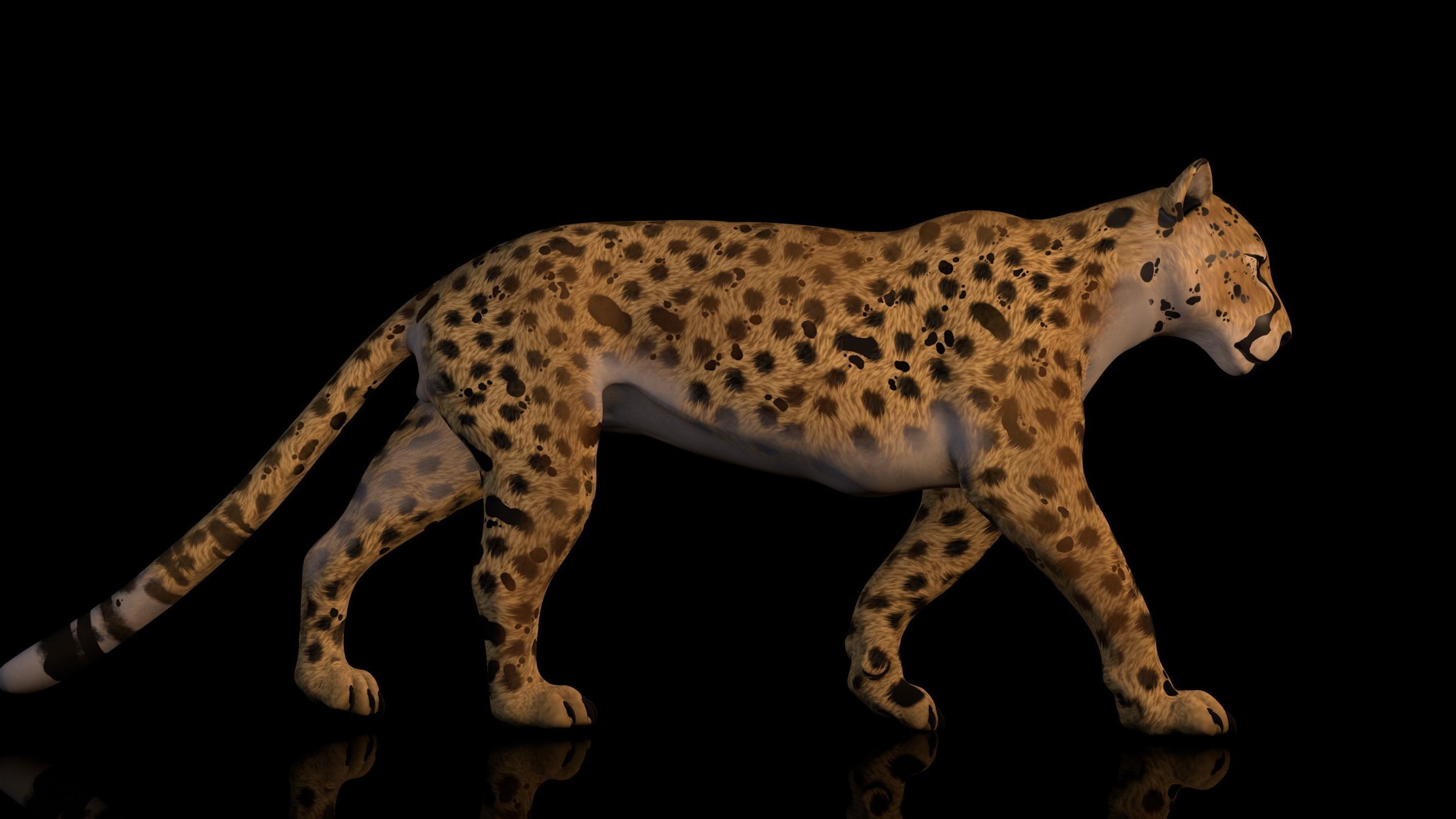 Cheetah 3D model High Detailed Rigged and Textures 3D model_2