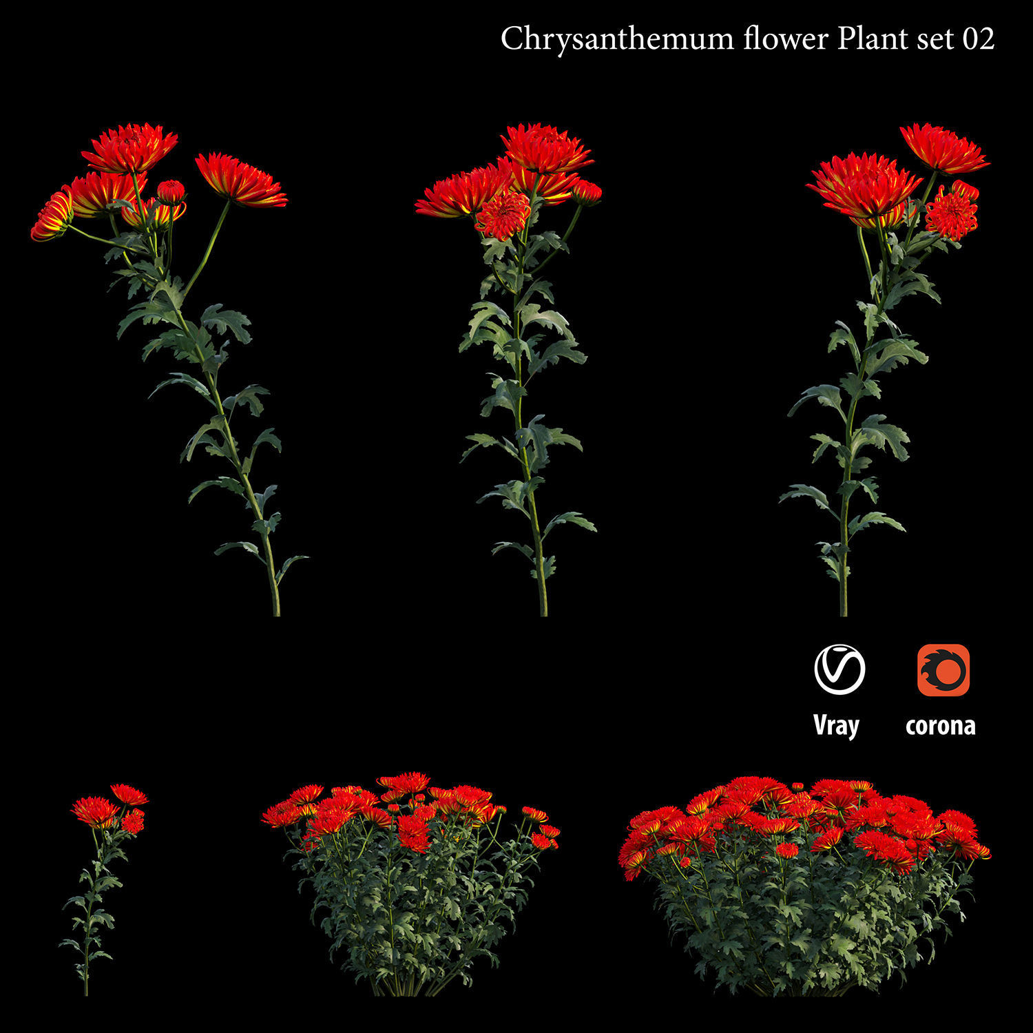 Chrysanthemum flower Plant set 02 3D model_3