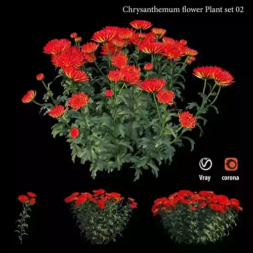 Chrysanthemum flower Plant set 02 3D model