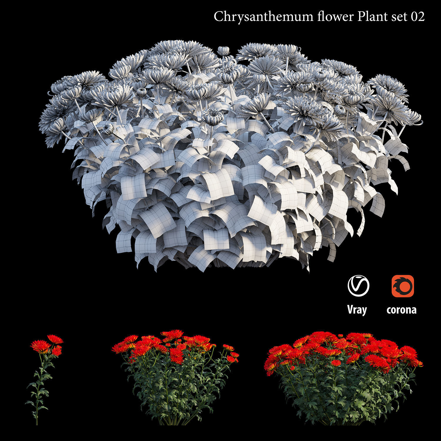 Chrysanthemum flower Plant set 02 3D model_4