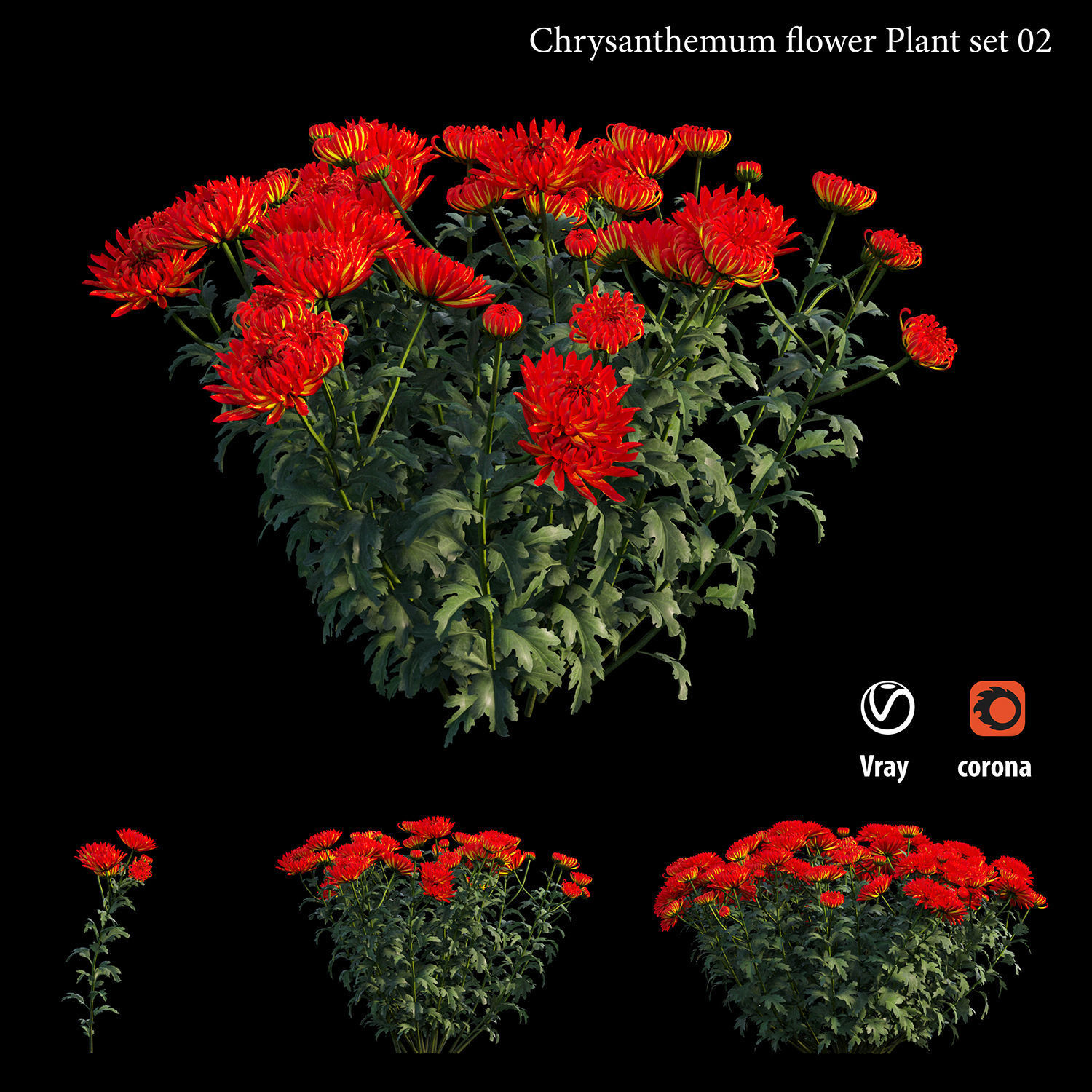 Chrysanthemum flower Plant set 02 3D model_2