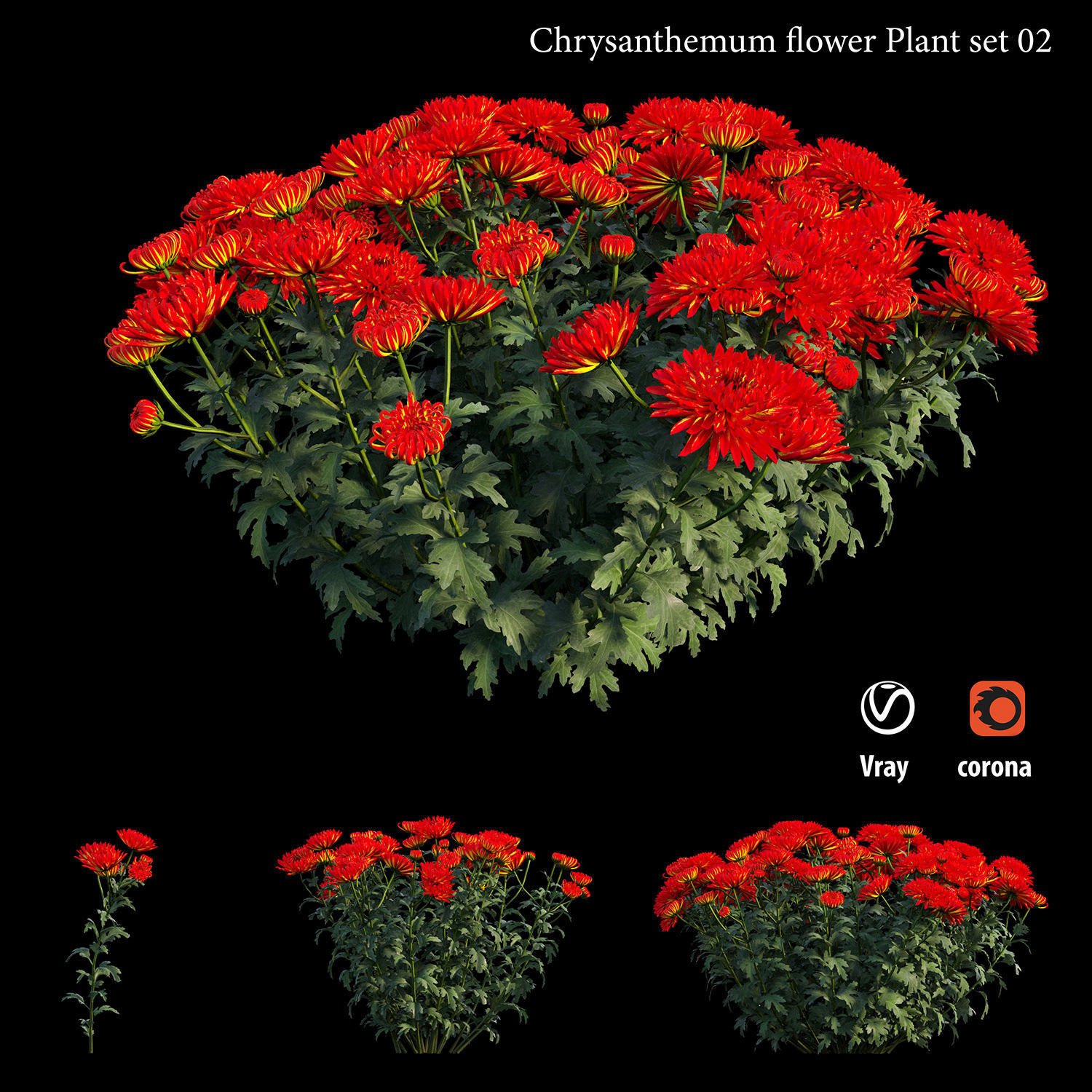 Chrysanthemum flower Plant set 02 3D model_1
