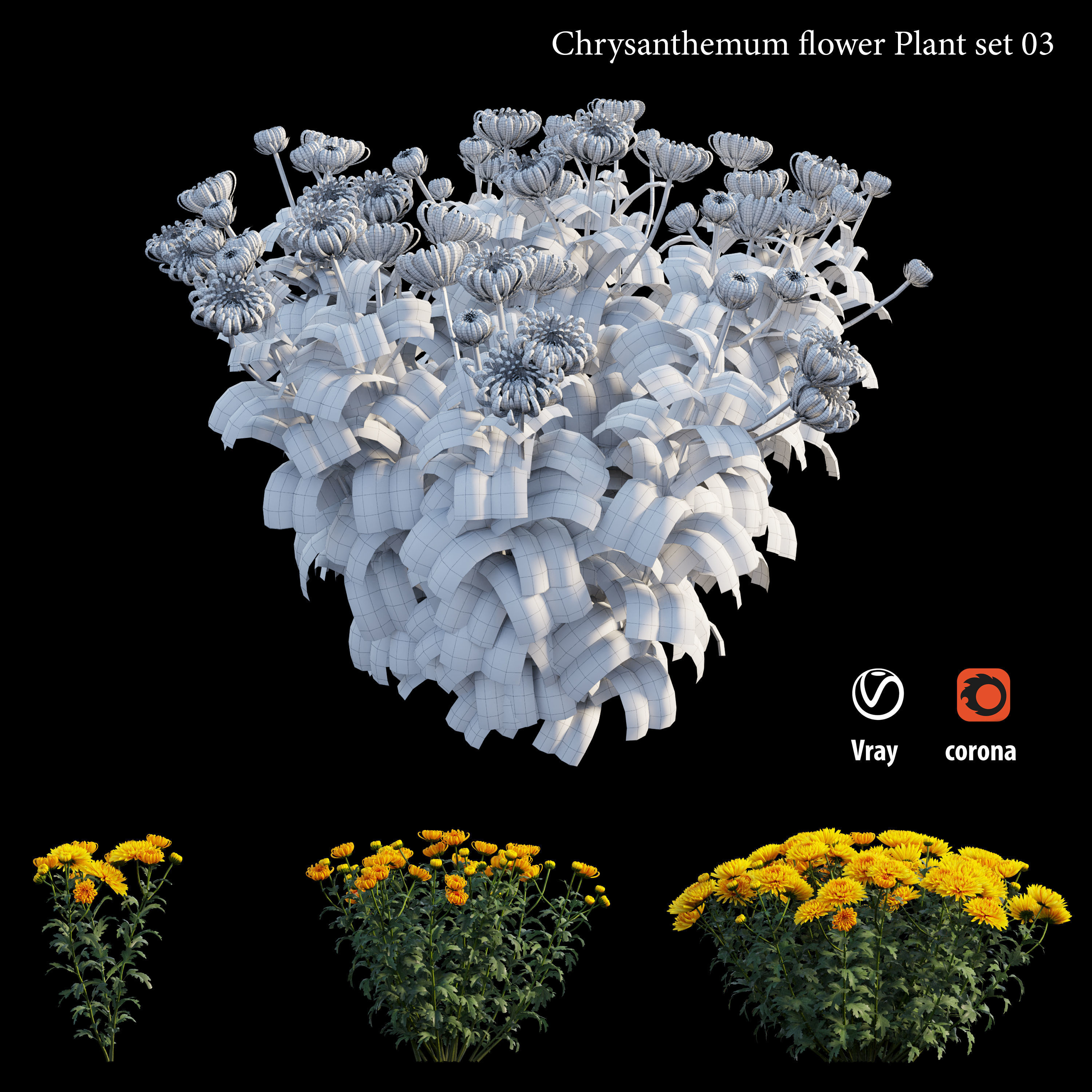 Chrysanthemum flower Plant set 03 3D model_4
