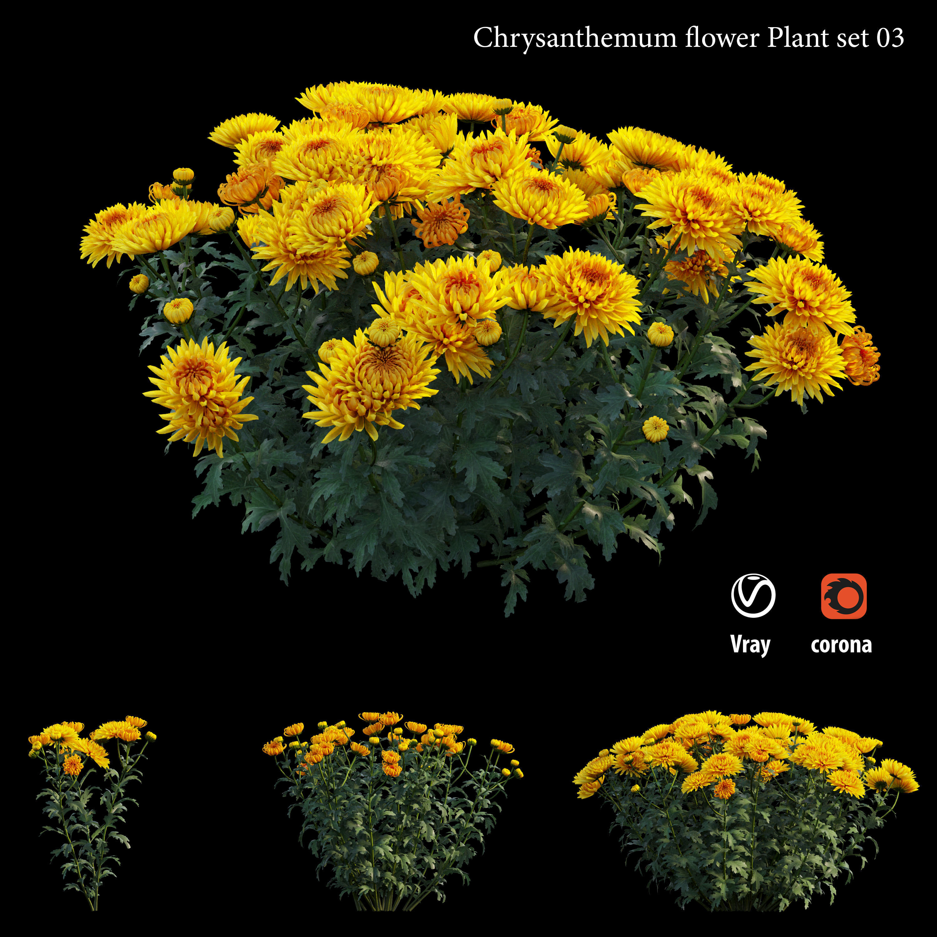 Chrysanthemum flower Plant set 03 3D model_2