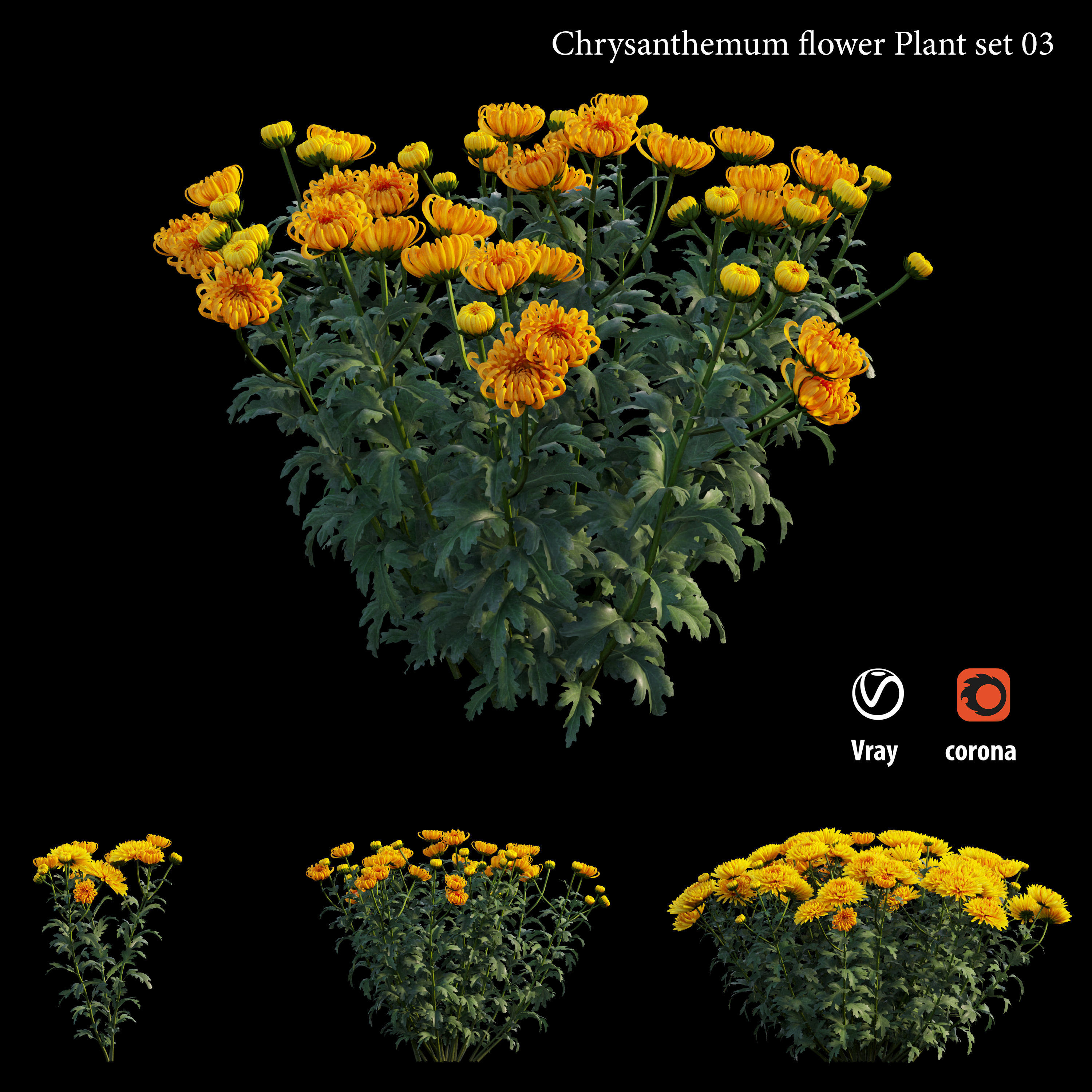 Chrysanthemum flower Plant set 03 3D model_1