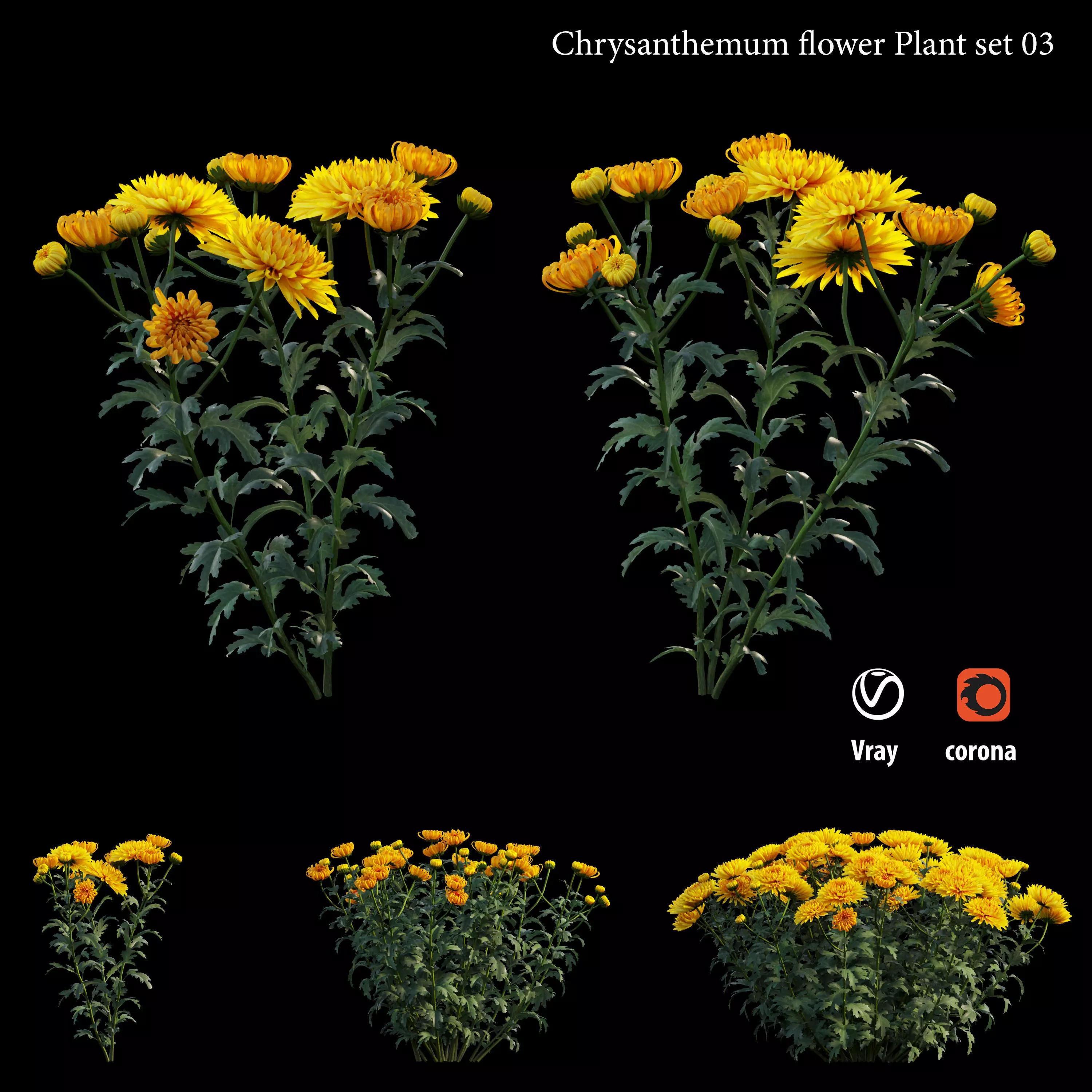 Chrysanthemum flower Plant set 03 3D model_0
