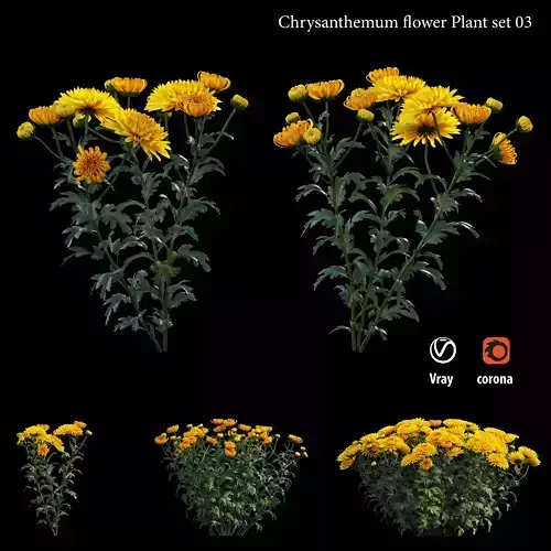 Chrysanthemum flower Plant set 03 3D model