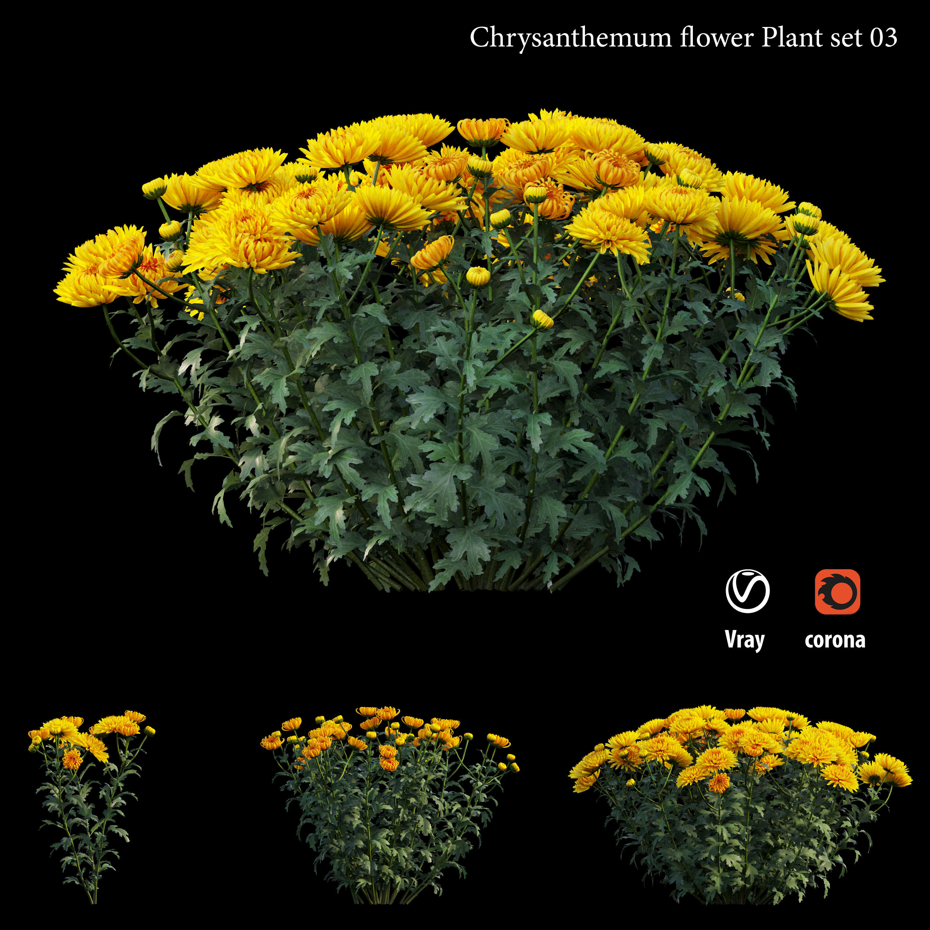 Chrysanthemum flower Plant set 03 3D model_3