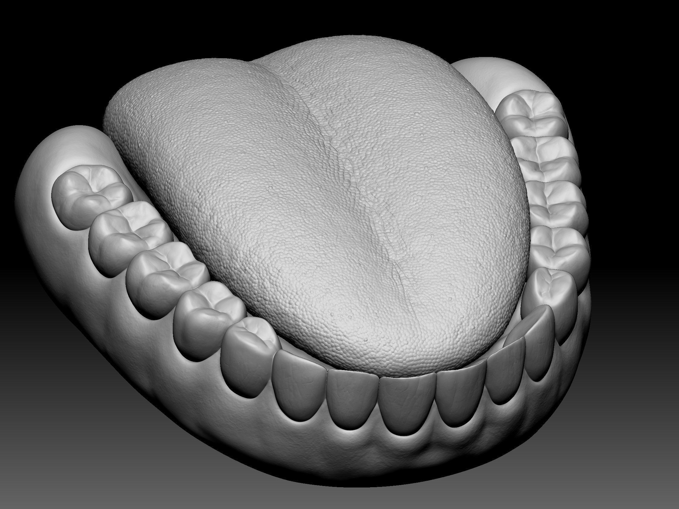 Teeth with gums and Tongue Low-poly 3D model_8