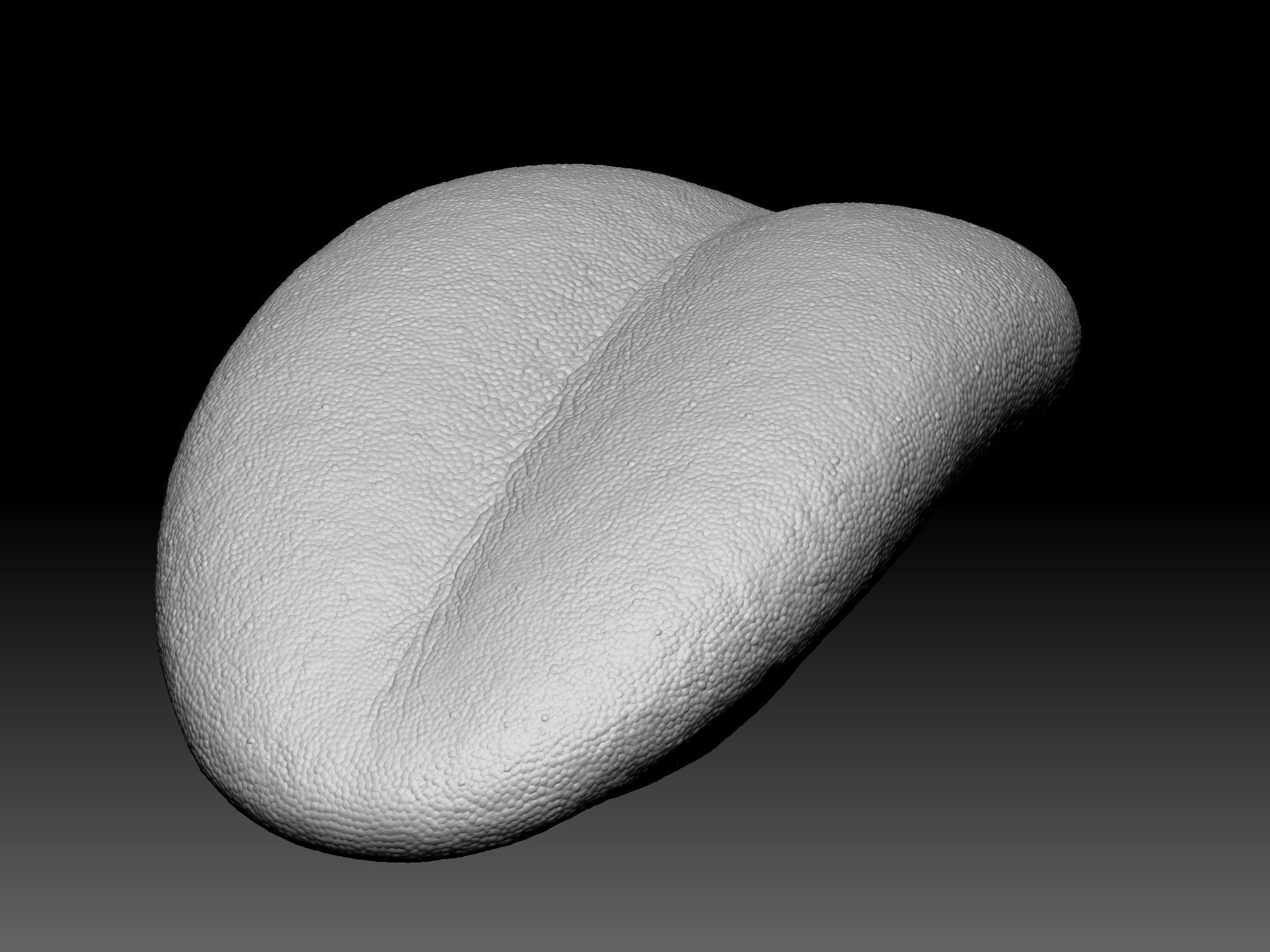 Teeth with gums and Tongue Low-poly 3D model_9