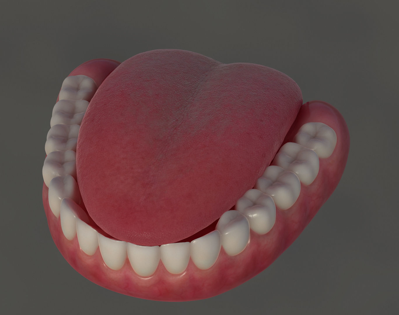 Teeth with gums and Tongue Low-poly 3D model_2